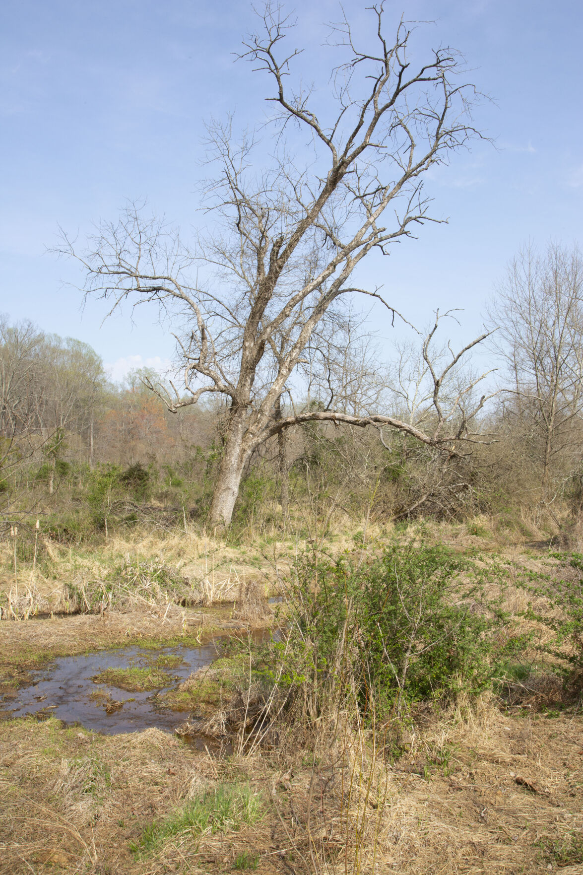 photo_ft_news_warrenton woods trail 8_041421.jpg